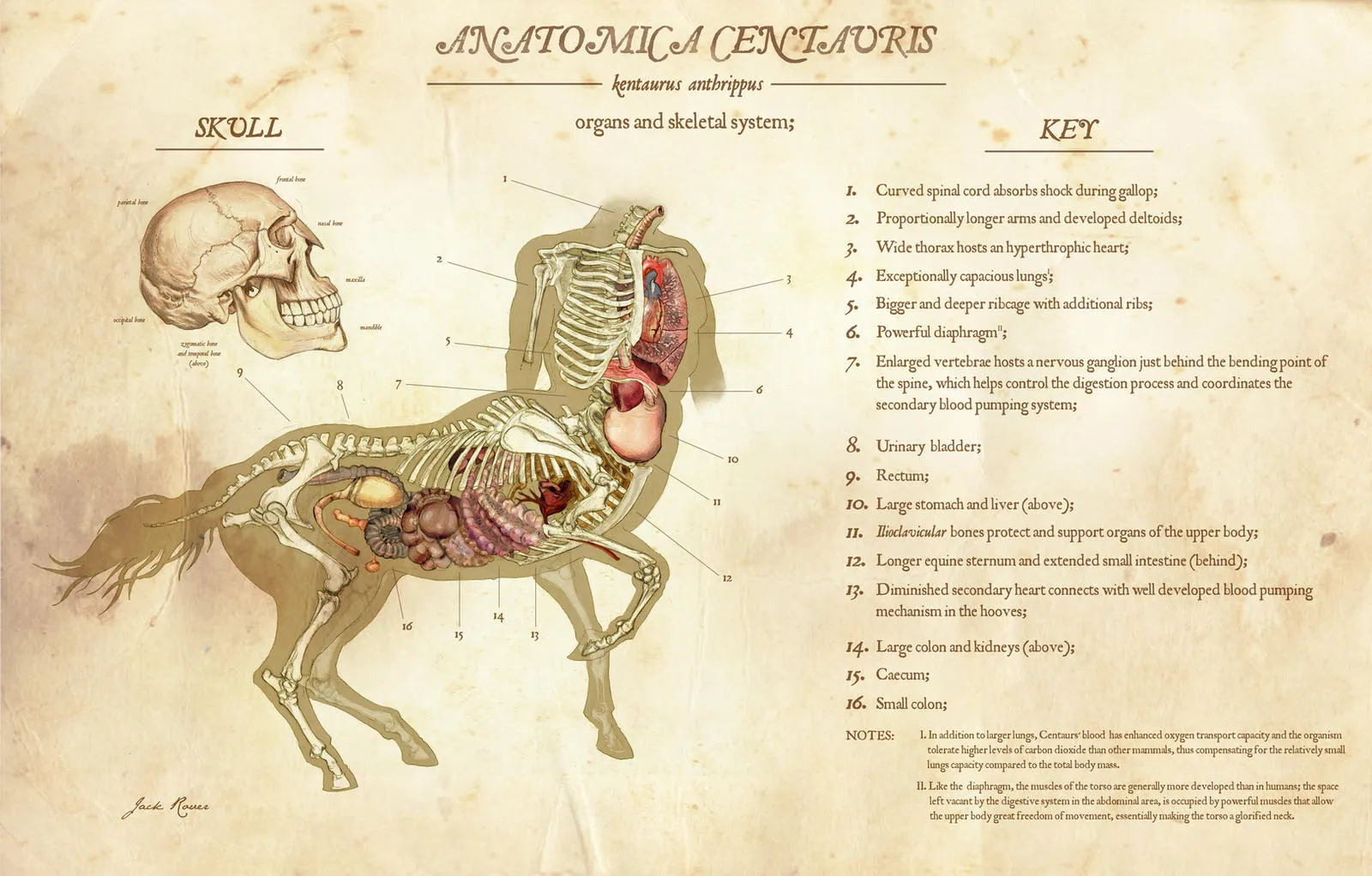 An anatomical diagram of a Tauric person.